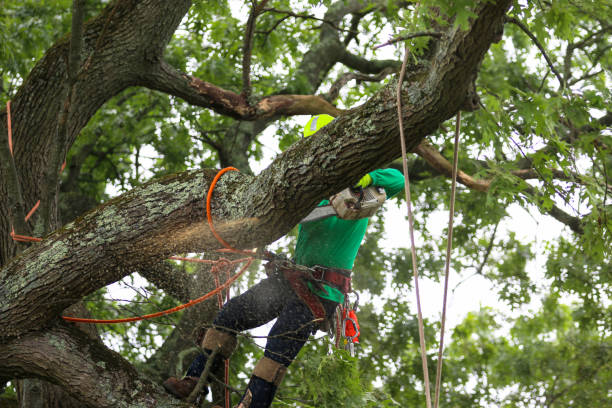 How Our Tree Care Process Works  in  Kosciusko, MS