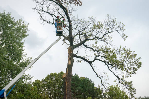 Best Tree and Shrub Care  in Kosciusko, MS